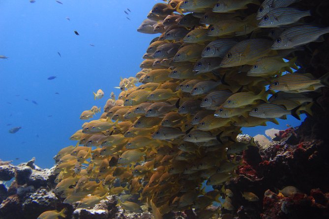 For certified Divers Experience the Under Water Museum and the Manchones Reef - Price and what it actually costs in the water