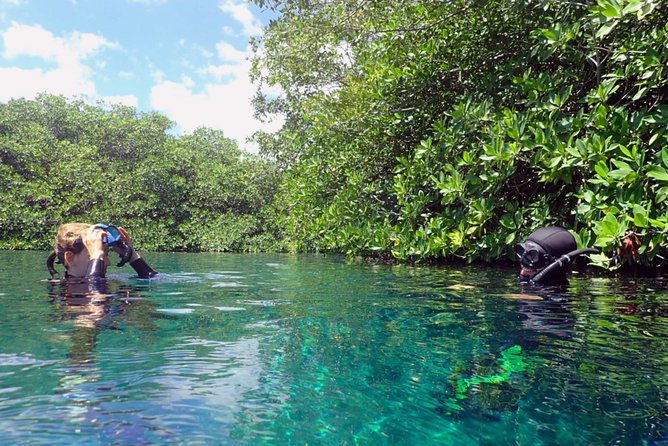 Freediving Intro for Beginners in a Cenote in Tulum Mexico - Getting in the Water: Familiarization and Beginner Drills