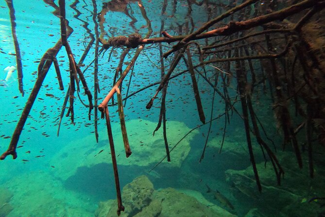 Freediving Intro for Beginners in a Cenote in Tulum Mexico - Price and Value: Is $214.94 Worth It?