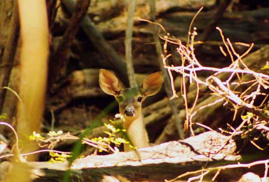 From Bacalar: Calakmul Ruins Expedition & Jungle Trek - Should you book the Bacalar Calakmul Ruins Expedition and Jungle Trek?
