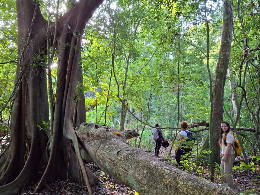 From Bacalar: Calakmul Ruins Expedition & Jungle Trek - Touring Calakmul ruins: ceremonial center, temples you can climb, and time to look