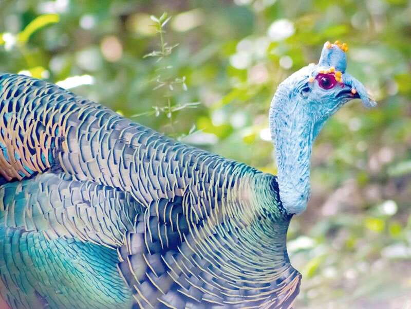 From Campeche: Calakmul Guided Nature and History Day Trip - Hiking and birdwatching in the jungle, wildlife you can actually plan for