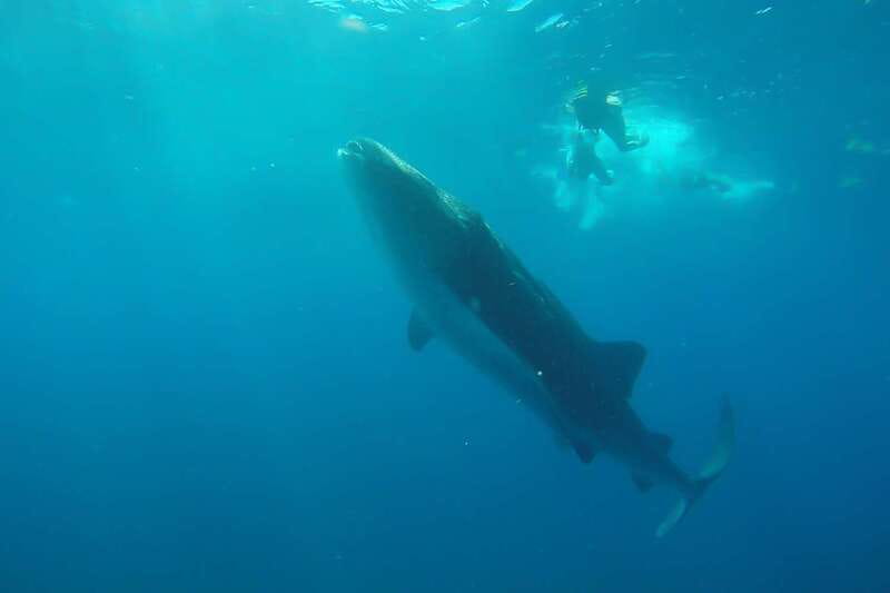 From Cancún: Half-Day Snorkeling with Whale Sharks - Key Things To Know Before You Meet the Whale Sharks