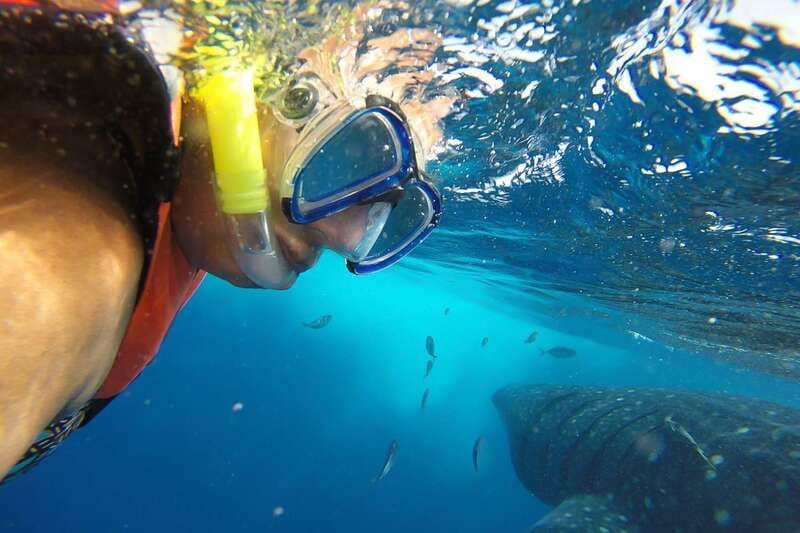 From Cancún: Half-Day Snorkeling with Whale Sharks - Whale Shark Snorkeling: Safety First, Then the Gentle Giants