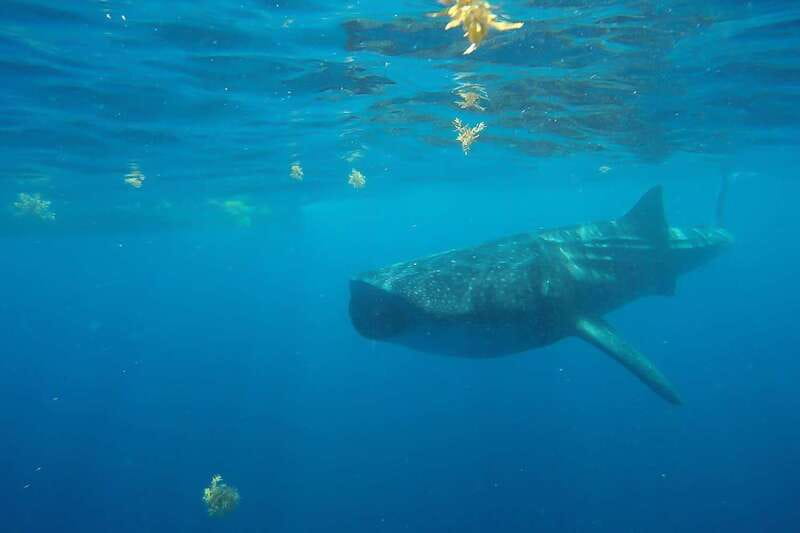 From Cancún: Half-Day Snorkeling with Whale Sharks - Back on Land: Isla Mujeres Playa Norte Lunch Break