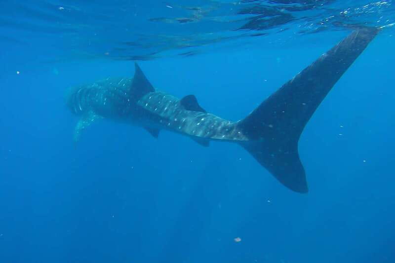 From Cancún: Half-Day Snorkeling with Whale Sharks - Small Group Management: The Good and the Trade-Off