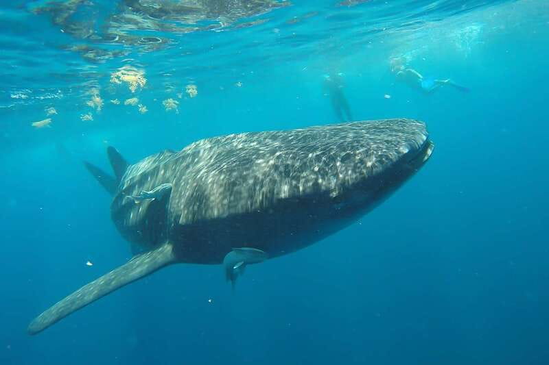 From Cancún: Half-Day Snorkeling with Whale Sharks - Value Check: Is $175 Worth It With the Extra Fees?