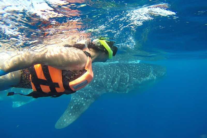 From Cancún: Half-Day Snorkeling with Whale Sharks - Who This Tour Suits Best (and Who Should Reconsider)