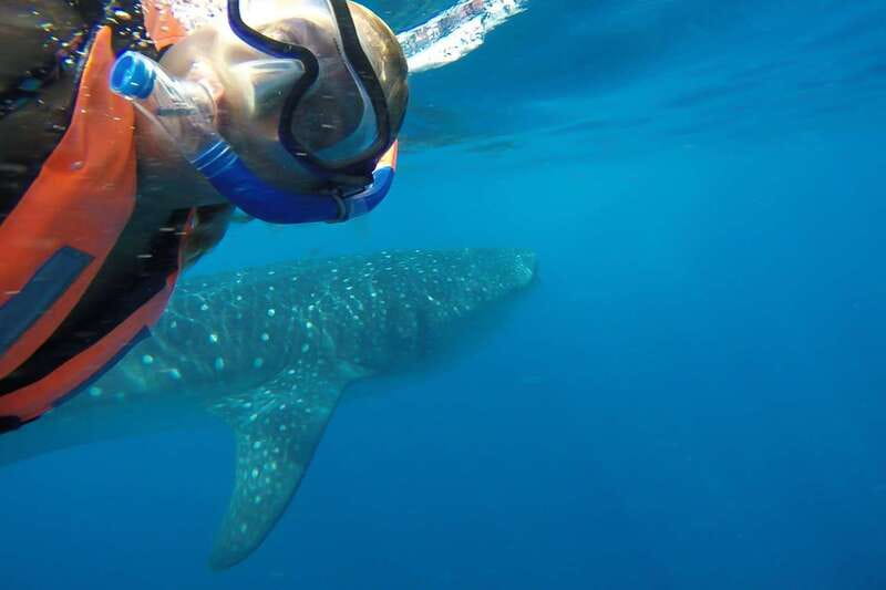 From Cancún: Half-Day Snorkeling with Whale Sharks - Practical Tips for a Smoother Whale Shark Day