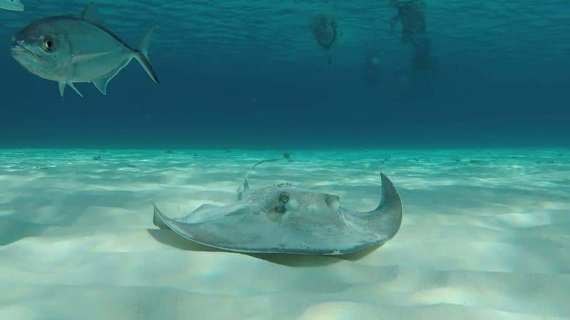 From Cozumel: 3 Reefs Boat Tour with Drinks and Snorkeling - Key points to know before you go