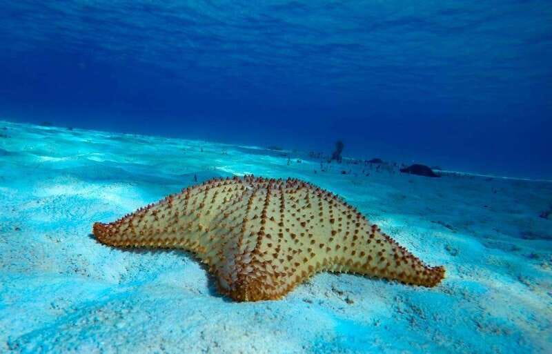 From Cozumel: 3 Reefs Boat Tour with Drinks and Snorkeling - Half-day reef snorkeling from Marina Asipona