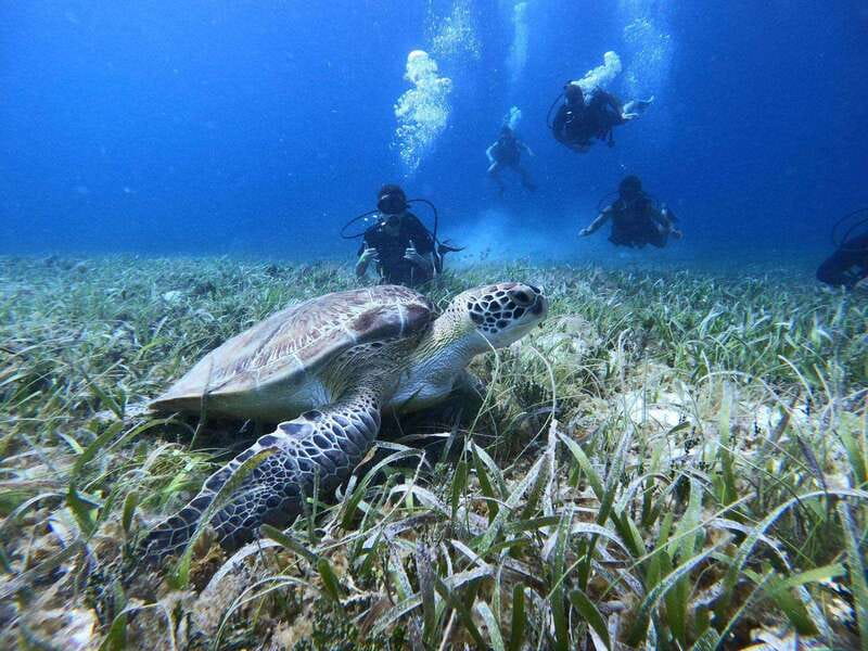 From Cozumel: Chankanaab Cozumel Scuba Diving - Key Points You’ll Care About