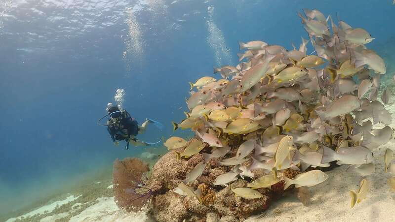 From Cozumel: Chankanaab Cozumel Scuba Diving - Should You Book This Cozumel Chankanaab Scuba Session?