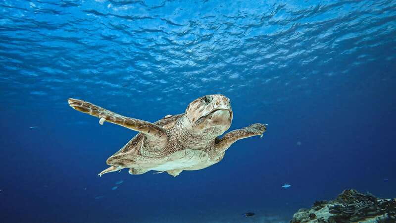 From Cozumel: Double Tank Scuba Diving for Certified Divers - Cozumel Reef Conditions: What Makes This Area Worth the Trip