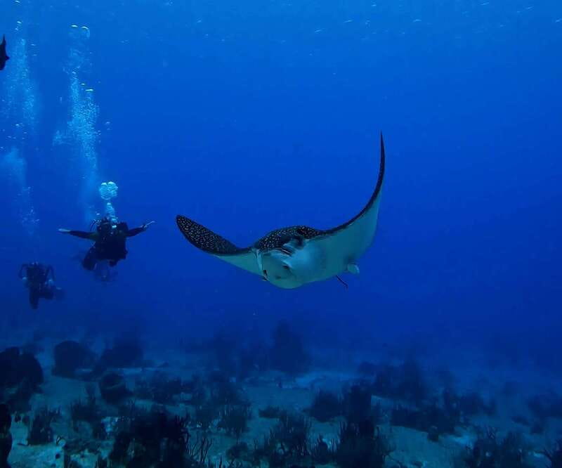 From Cozumel: Double Tank Scuba Diving for Certified Divers - Second Underwater Stop: Drop-Offs, Tunnels, and the Wildlife People Remember