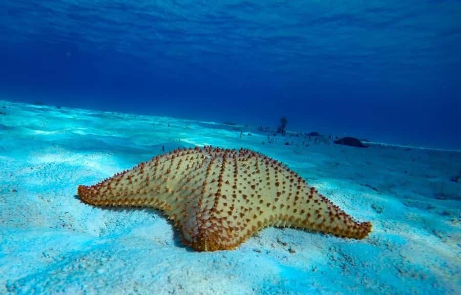 From Cozumel: El Cielo Beach by Catamaran Snorkeling Tour - Playa El Cielito and the baby ray factor