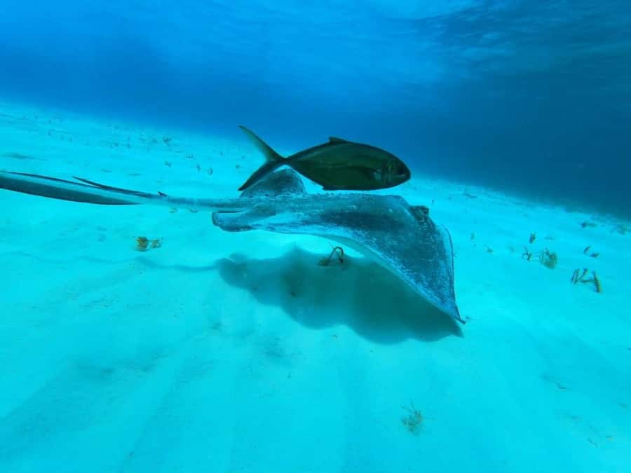 From Cozumel: El Cielo Beach by Catamaran Snorkeling Tour - Price and value: is $81 a fair deal?