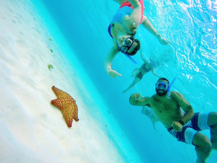 From Cozumel: Starfish, Stingrays and the Turtle Sanctuary - Key highlights at a glance