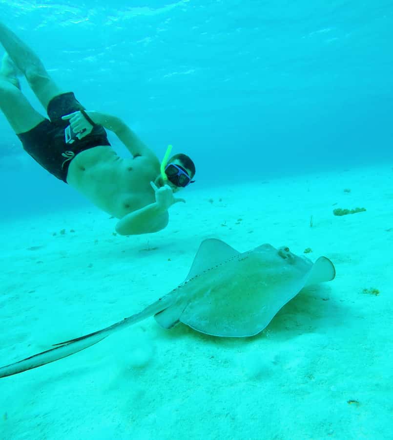 From Cozumel: Starfish, Stingrays and the Turtle Sanctuary - Playa Palancar: a Reef Warm-Up Before the Main Shows