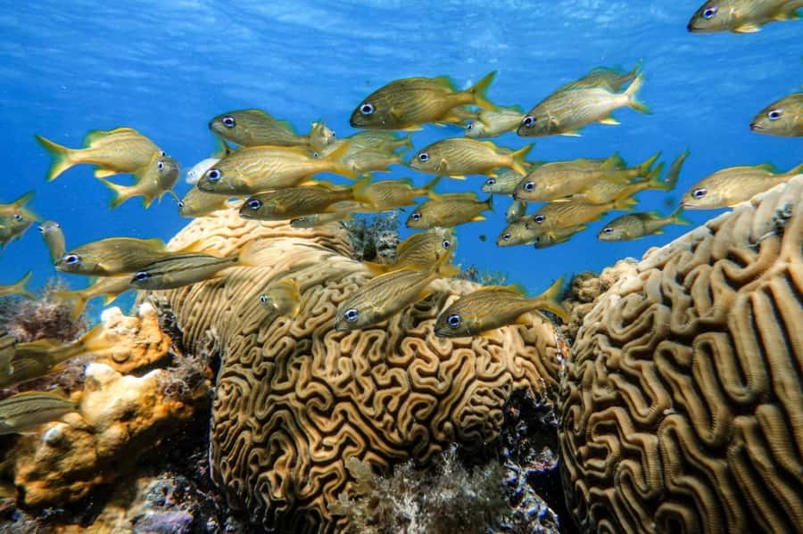 From Cozumel: Starfish, Stingrays and the Turtle Sanctuary - El Cielo Cozumel: White Sand, Starfish, and the Easiest Kind of Wow