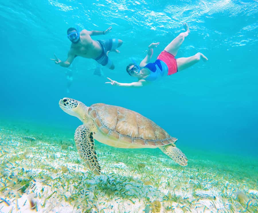 From Cozumel: Starfish, Stingrays and the Turtle Sanctuary - Cozumel Turtle Bay Sanctuary: Swimming Near Sea Turtles