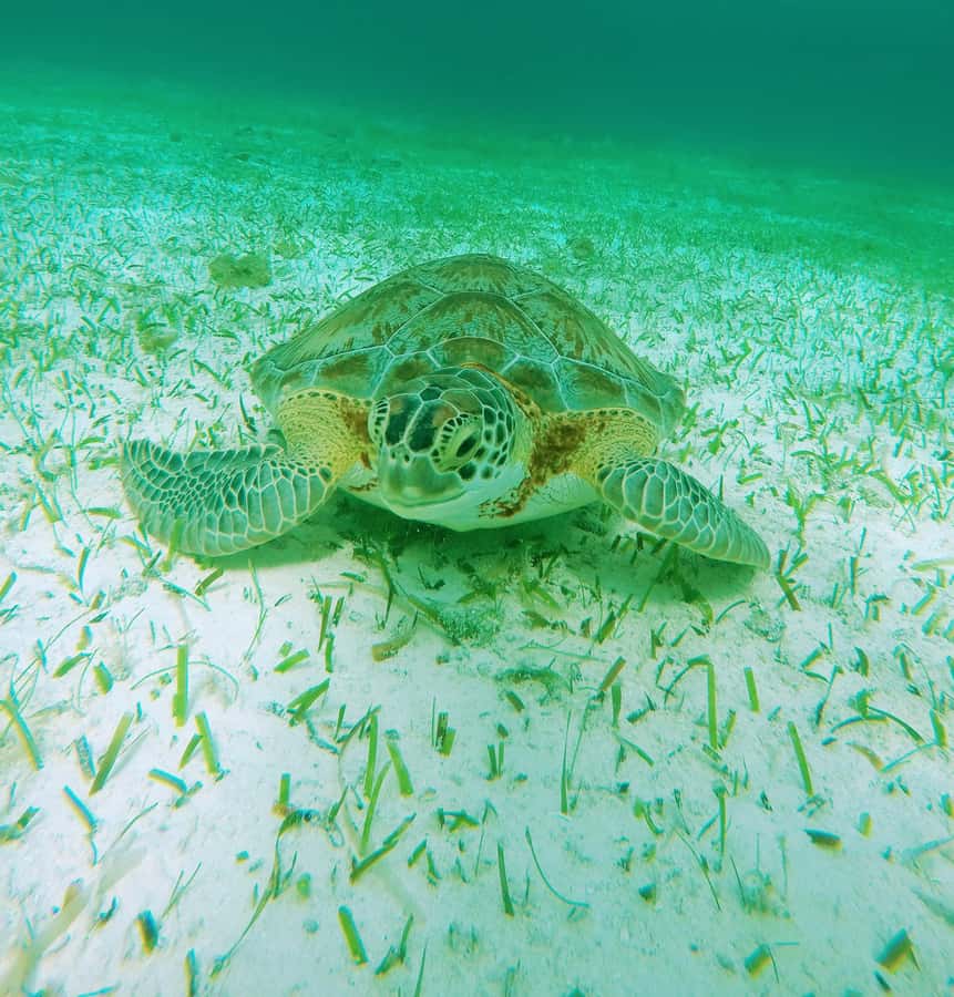 From Cozumel: Starfish, Stingrays and the Turtle Sanctuary - What You Eat and Drink Between Swims