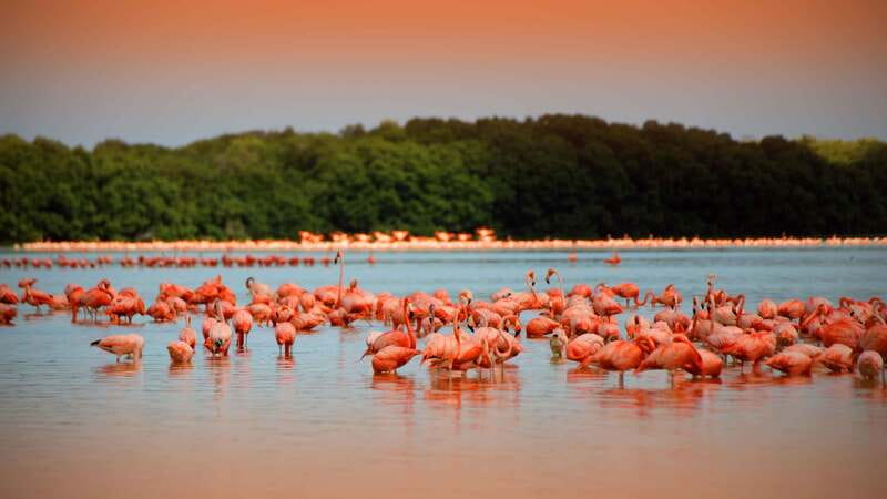 From Mérida: Ria Celestun Biosphere Reserve Tour - Mérida to Celestún: The Timing That Shapes the Day