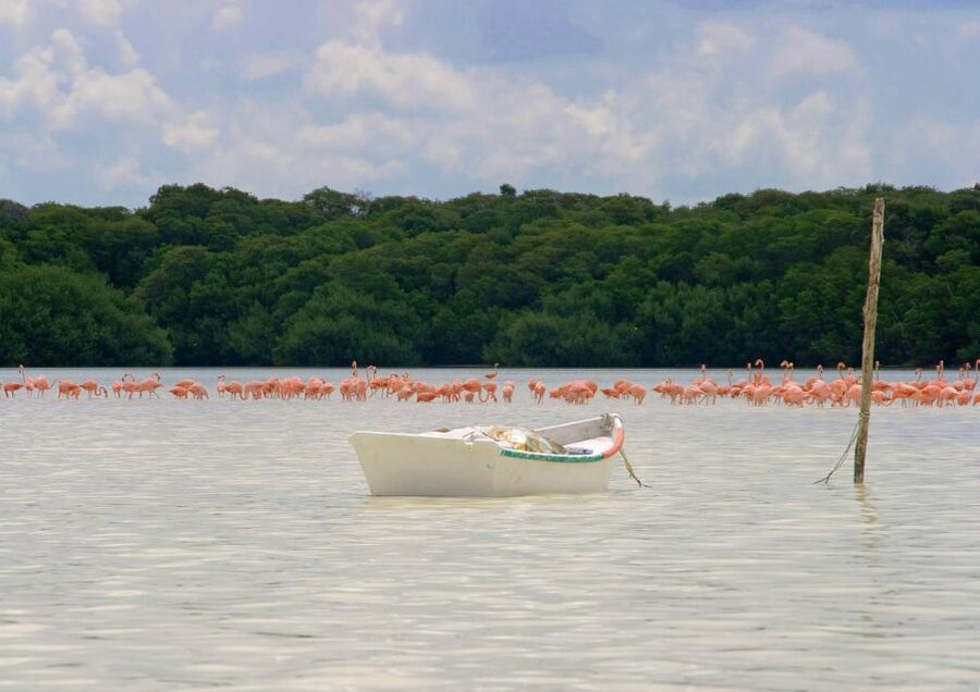From Mérida: Ria Celestun Biosphere Reserve Tour - Trails, Cenote-Style Walks, and Other Wildlife Moments