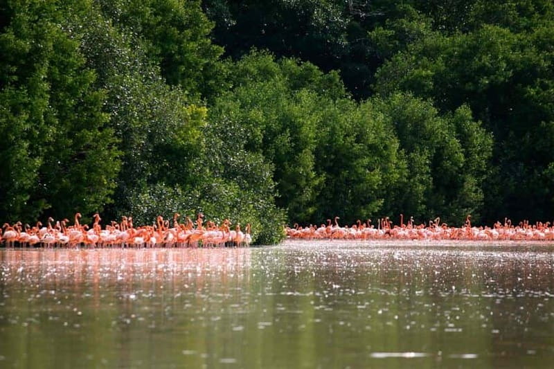From Mérida: Ria Celestun Biosphere Reserve Tour - Celestún Beach Swimming: How to Plan for Water Time