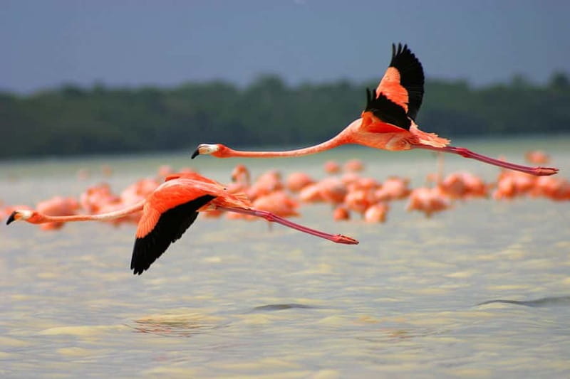 From Mérida: Ria Celestun Biosphere Reserve Tour - Lunch and Free Time: Making the Most of the Pause