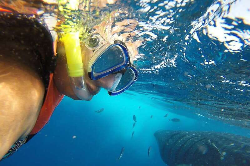 From Playa del Carmen: Whale Shark Tour - Key reasons this whale shark day works so well