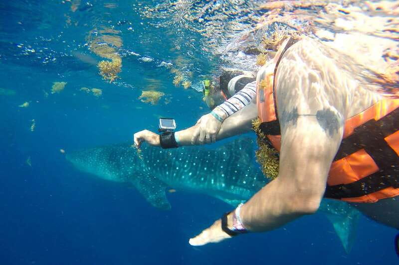 From Playa del Carmen: Whale Shark Tour - Gear and safety briefing, the part that makes or breaks the day