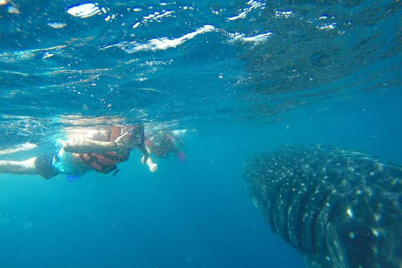 From Playa del Carmen: Whale Shark Tour - Crossing time: snacks, drinks, and how the day feels
