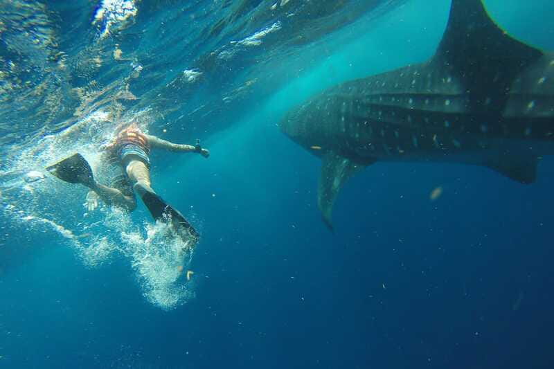 From Playa del Carmen: Whale Shark Tour - Price and fees: is $195 good value?
