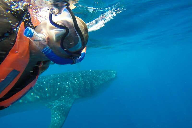 From Playa del Carmen: Whale Shark Tour - Guides, group size, and what makes people rave for a reason