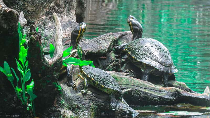 From Riviera Maya: 3 Cenotes Adventure Tour with Lunch - Six hours in a small group, with real time in the water