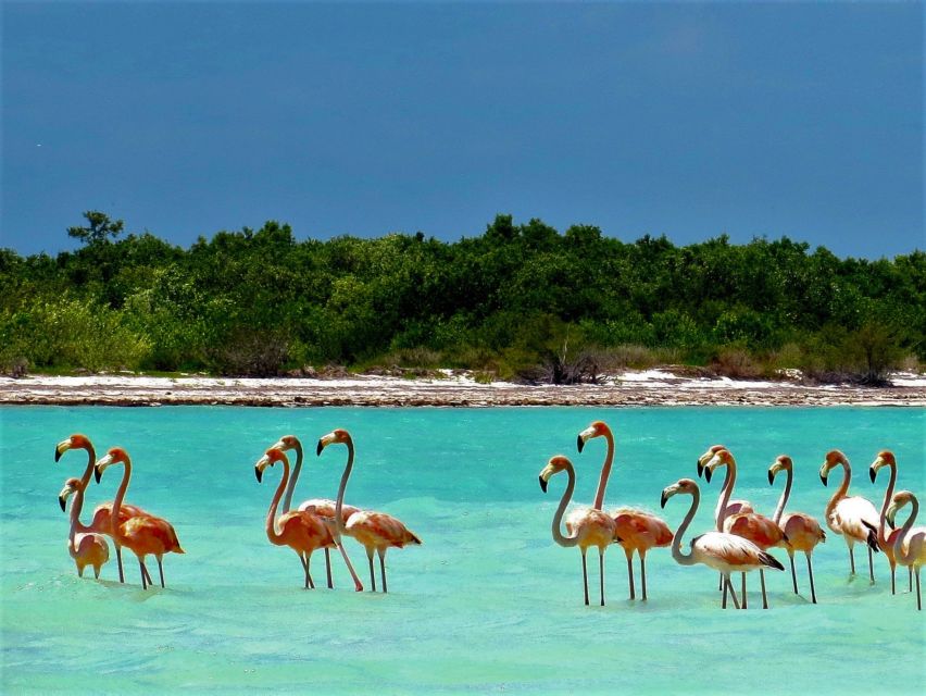 From Riviera Maya: Holbox Full-Day Tour with Lunch - Who this tour suits, and who should skip it