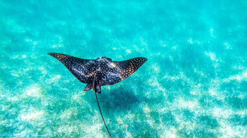 From Riviera Maya: Sian Ka'an Half Day Tour w/ Lunch - Reef snorkeling when weather cooperates, with a smart Plan B