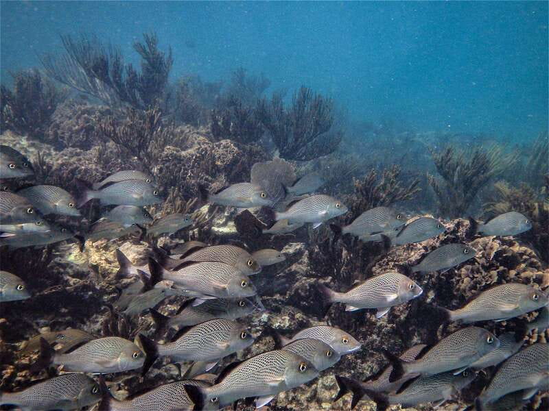 From Riviera Maya: Snorkeling & Private Cenote Half-Day Tour - What’s included (and what you’ll need to cover yourself)