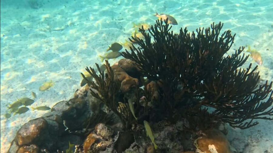 From Riviera Maya: Tulum, Cenote, & Akumal Turtle Swim Trip - Transportation and pickup timing: the part that can make or break your day