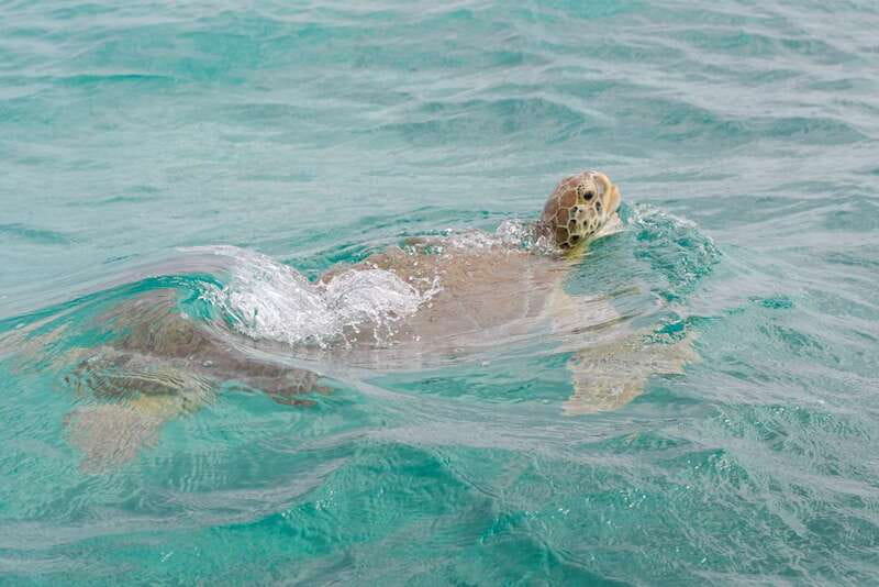 From Tulum: Sian Kaan Boat Trip Adventure with Lunch - The reef snorkel stop: amazing when calm, flexible when not