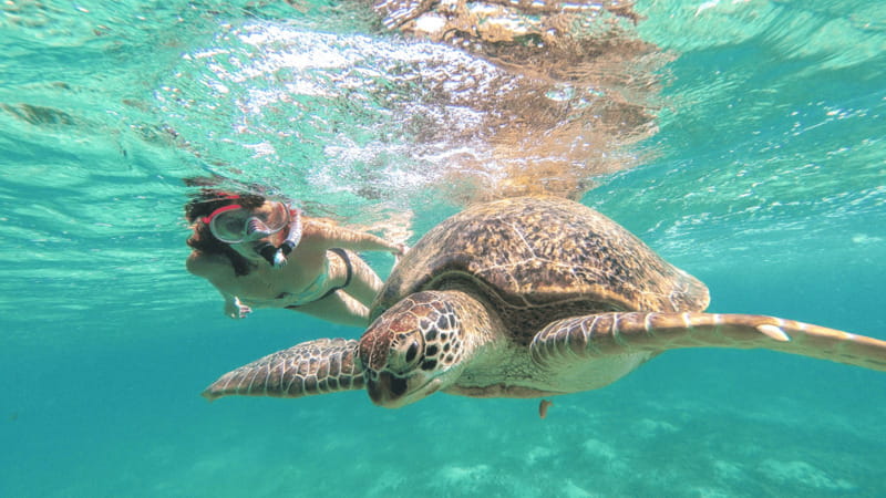 From Tulum: Tulum, Cenote and Turtle Swim Tour at Akumal - Key Points You’ll Care About