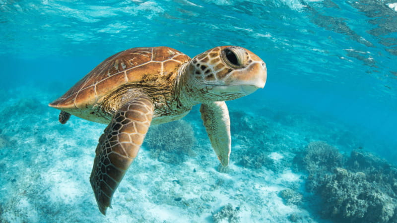 From Tulum: Tulum, Cenote and Turtle Swim Tour at Akumal - Price and Extra Fees: What $104 Really Covers