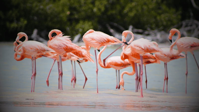 FROM VALLADOLID RIO LAGARTOS + LAS COLORADAS + CENOTE (COLECTIVO TOURISTIC) - A One-Day Trio That Makes Sense From Valladolid