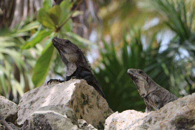 Full Day Guided Tour to Sian Ka'an (short way) - Sian Kaan in 10 hours from Playa del Carmen