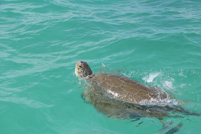 Full Day Guided Tour to Sian Ka'an (short way) - What you get with Del Mundo Tours (and why it’s practical)