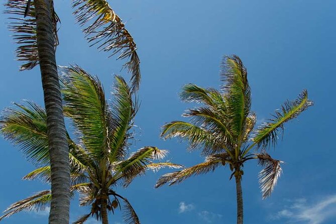 Full-Day Isla Contoy Sailing Nature Experience in Mujeres - Isla Mujeres Free Hour: What to Do With Just 60 Minutes