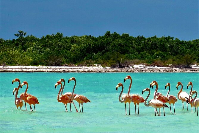 Full Day Tour to the Best of Holbox - The extra fees you must budget: $40 admissions plus $30 ecotax