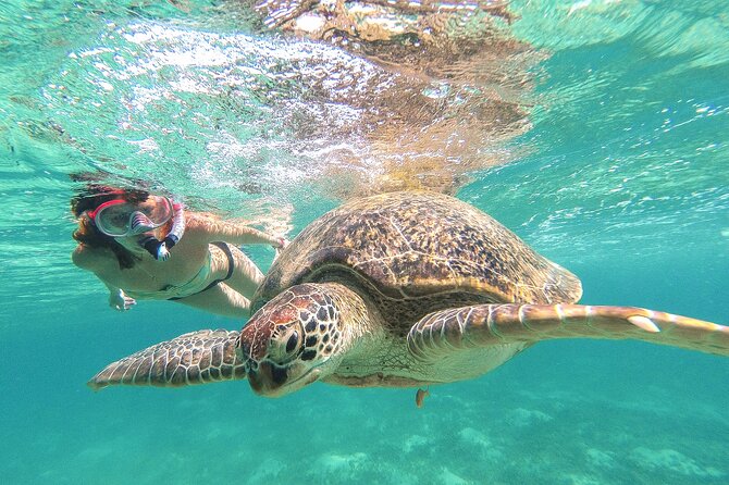 Full Day Tour to Tulum Cenote and Swim with Turtles in Akumal - Key highlights worth planning for