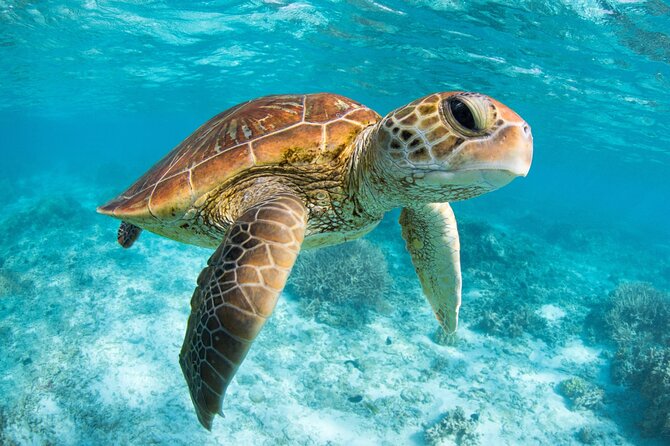 Full Day Tour to Tulum Cenote and Swim with Turtles in Akumal - Price and logistics: what the $89 really buys